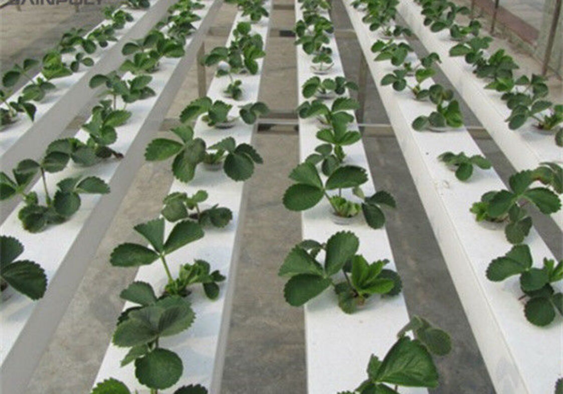 Stable Energy Saving Strawberry Greenhouses With Heating Cooling System