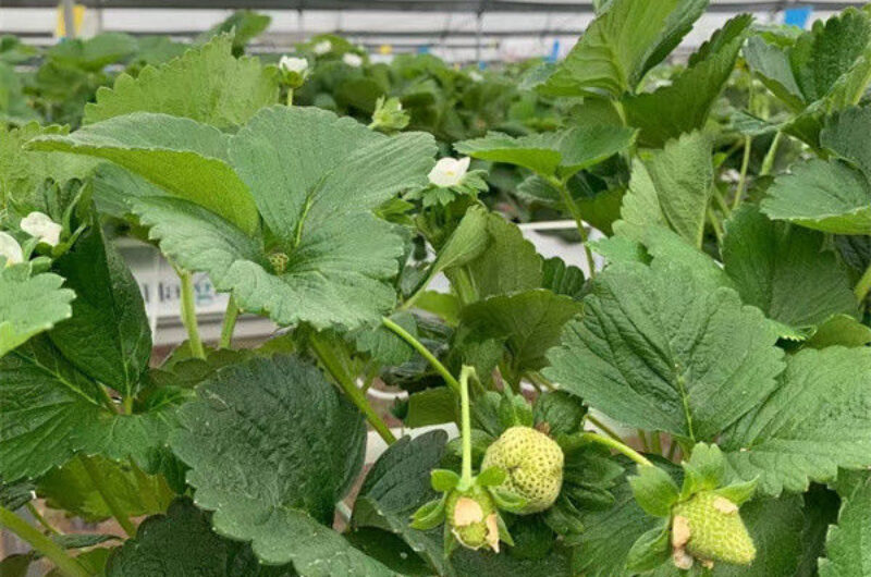 Stable Energy Saving Strawberry Greenhouses With Heating Cooling System