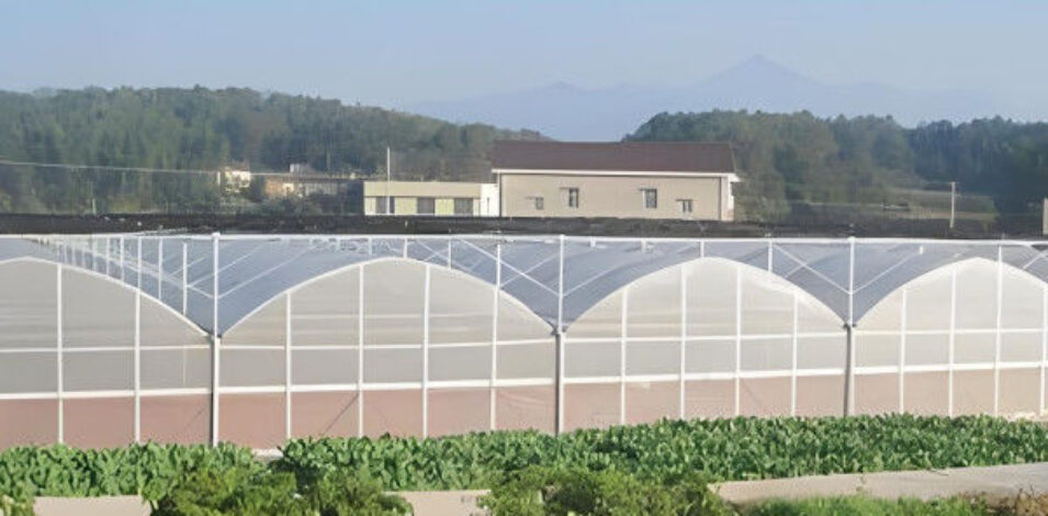 Stable Structure Agricultural Multi Span Greenhouse 30-100m Length