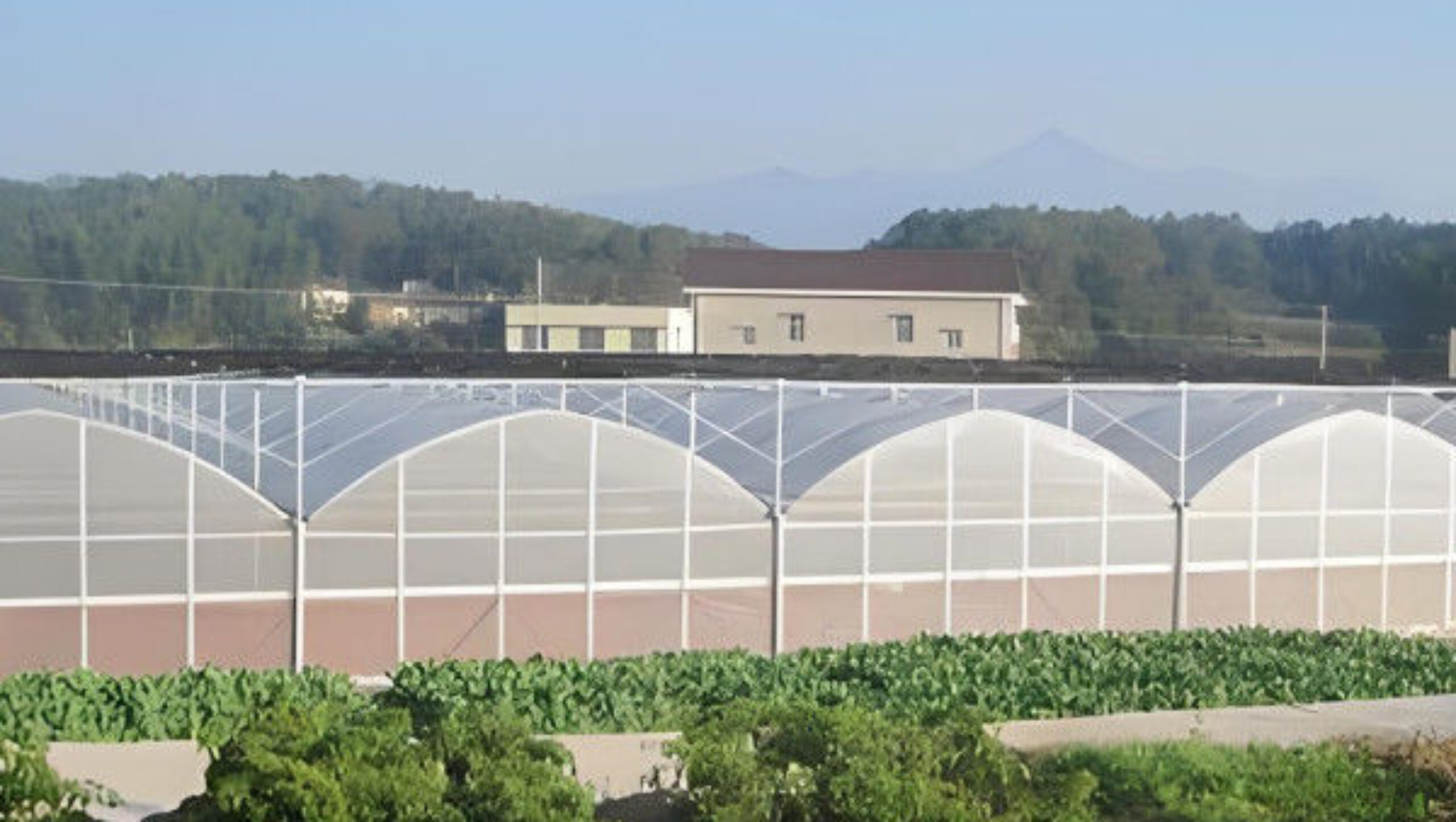 Stable Structure Agricultural Multi Span Greenhouse 30-100m Length
