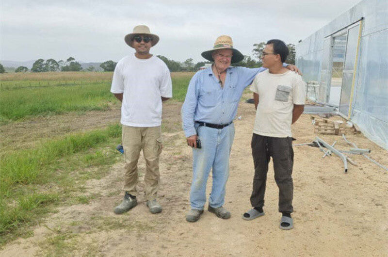 Stable Structure Agricultural Multi Span Greenhouse 30-100m Length