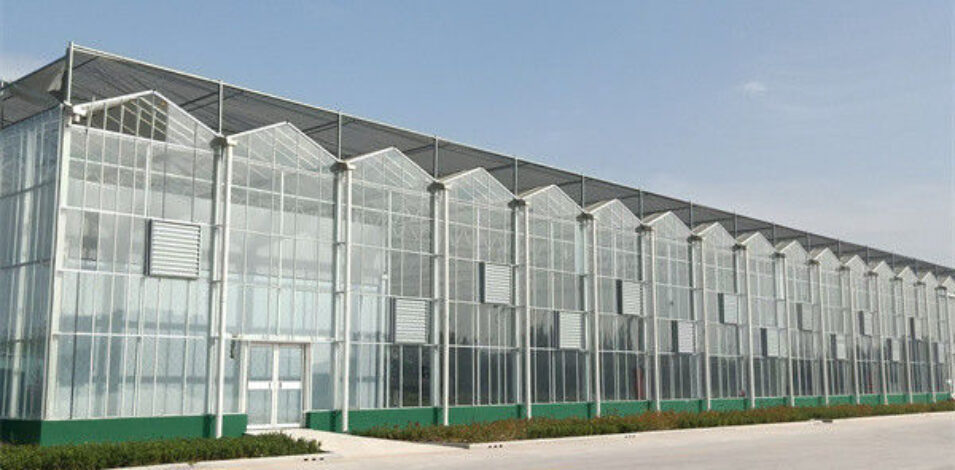 Steel Frame Dutch Venlo Greenhouse Tempered Glass Greenhouse For Planting Tomatoes