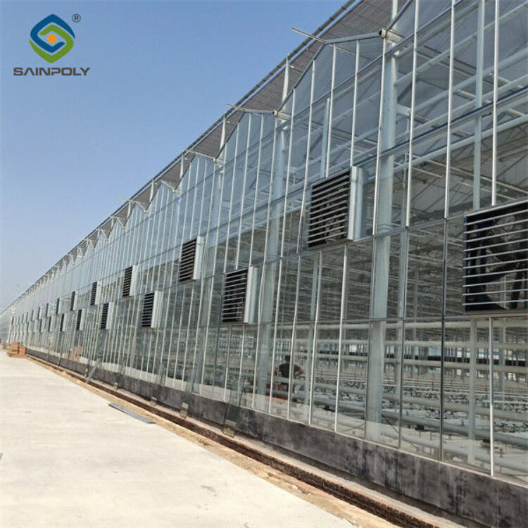 Steel Frame Dutch Venlo Greenhouse Tempered Glass Greenhouse For Planting Tomatoes