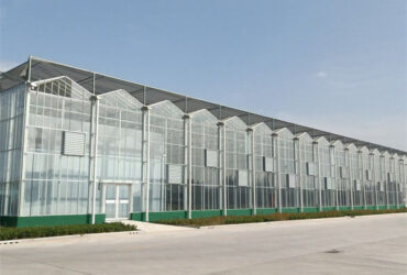 Steel Frame Dutch Venlo Greenhouse Tempered Glass Greenhouse For Planting Tomatoes