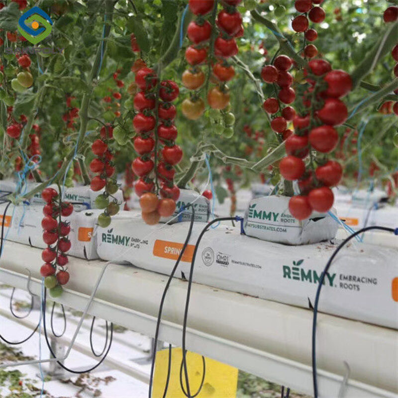 Steel Frame Garden Tomato Greenhouse Hydroponic Container System Dutch Bucket
