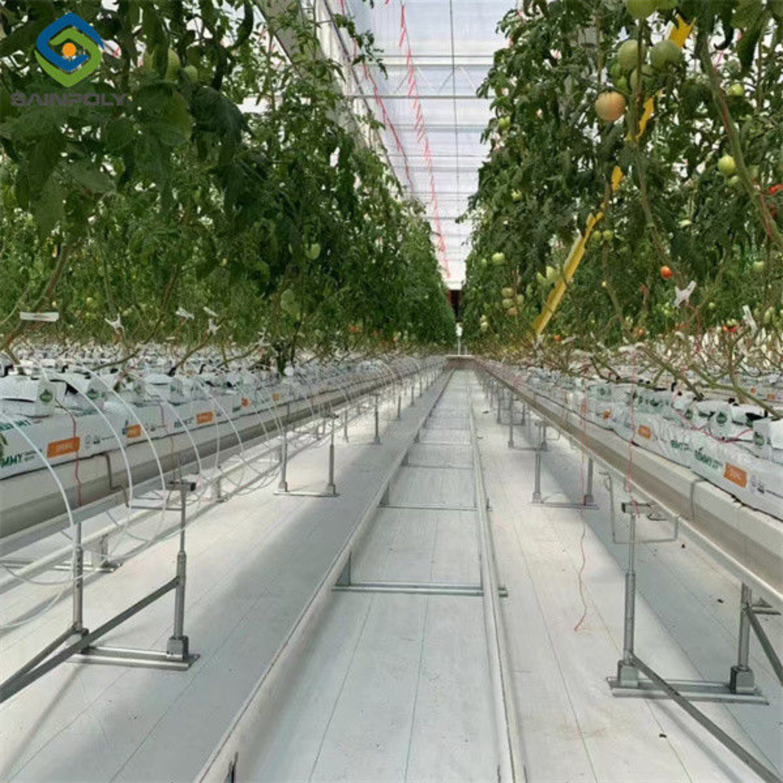 Steel Frame Garden Tomato Greenhouse Hydroponic Container System Dutch Bucket