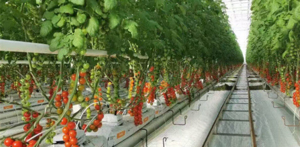 Steel Frame Garden Tomato Greenhouse Hydroponic Container System Dutch Bucket