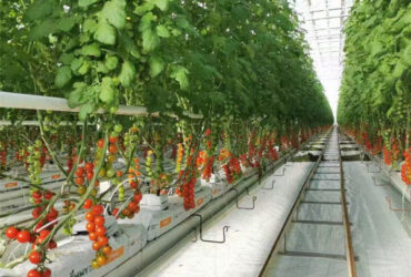 Steel Frame Garden Tomato Greenhouse Hydroponic Container System Dutch Bucket