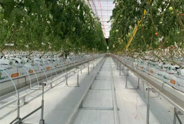 Steel Frame Garden Tomato Greenhouse Hydroponic Container System Dutch Bucket