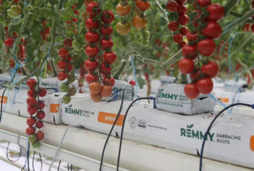 Steel Frame Garden Tomato Greenhouse Hydroponic Container System Dutch Bucket