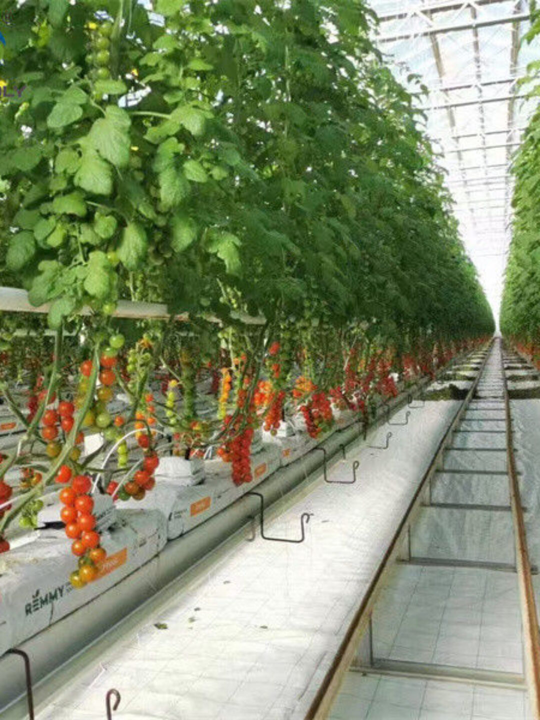 Steel Frame Garden Tomato Greenhouse Hydroponic Container System Dutch Bucket