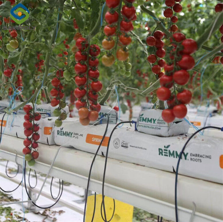 Steel Frame Garden Tomato Greenhouse Hydroponic Container System Dutch Bucket