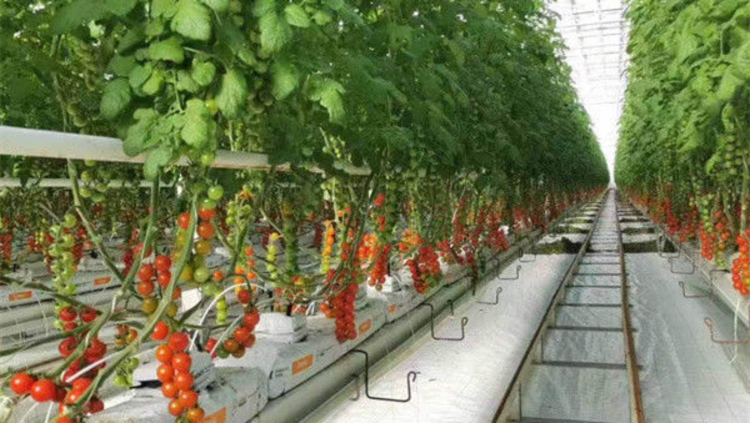 Steel Frame Garden Tomato Greenhouse Hydroponic Container System Dutch Bucket