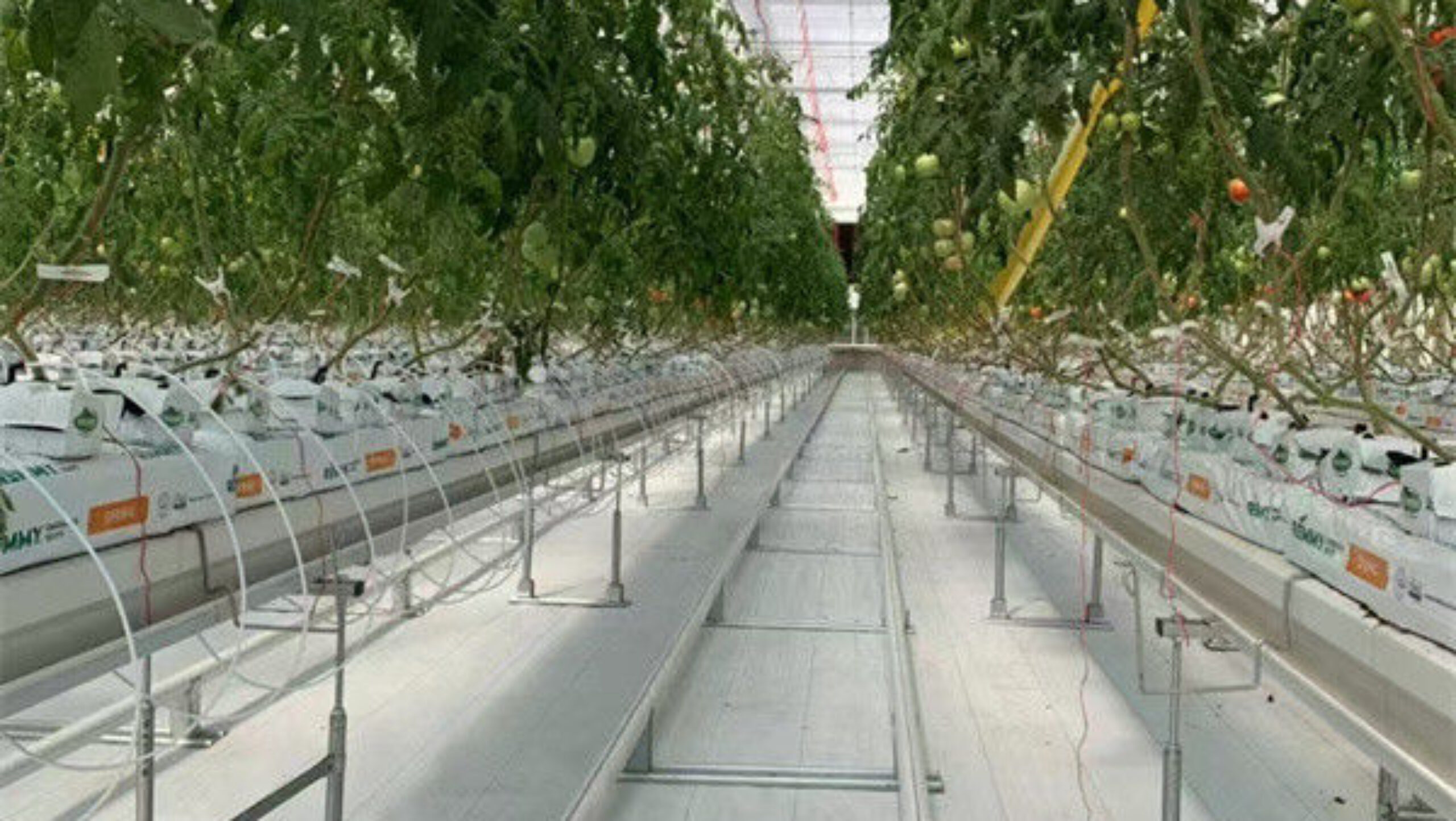 Steel Frame Garden Tomato Greenhouse Hydroponic Container System Dutch Bucket