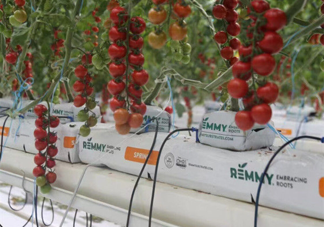 Steel Frame Garden Tomato Greenhouse Hydroponic Container System Dutch Bucket