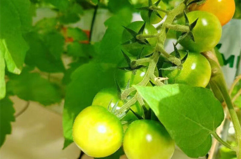 Steel Frame Garden Tomato Greenhouse Hydroponic Container System Dutch Bucket