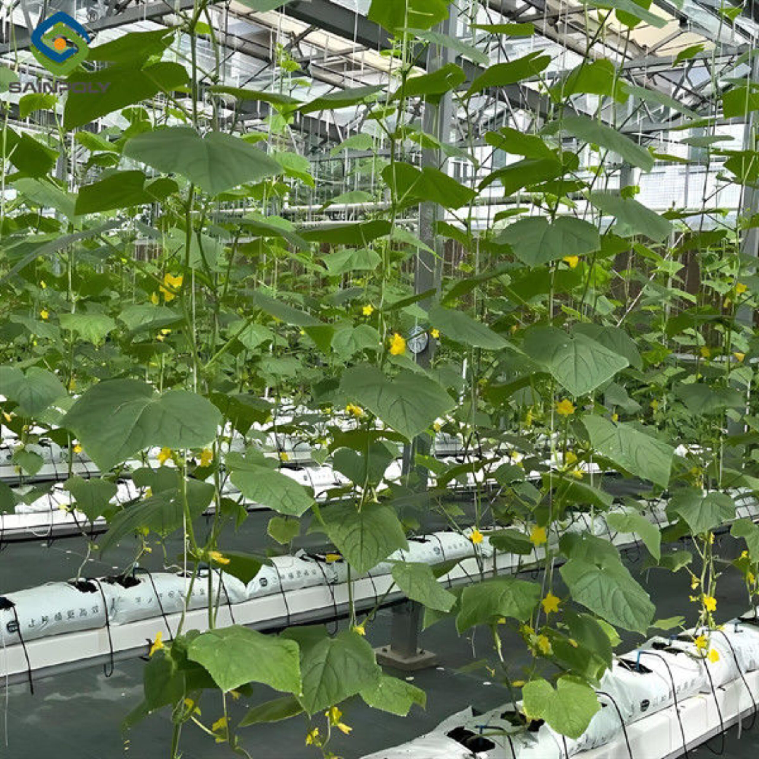 Steel Frame Smart Hydroponic Greenhouse For Tomato Strawberry Planting