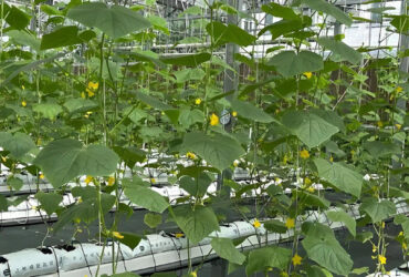 Steel Frame Smart Hydroponic Greenhouse For Tomato Strawberry Planting