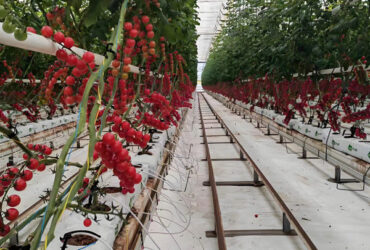 Steel Frame Smart Hydroponic Greenhouse For Tomato Strawberry Planting