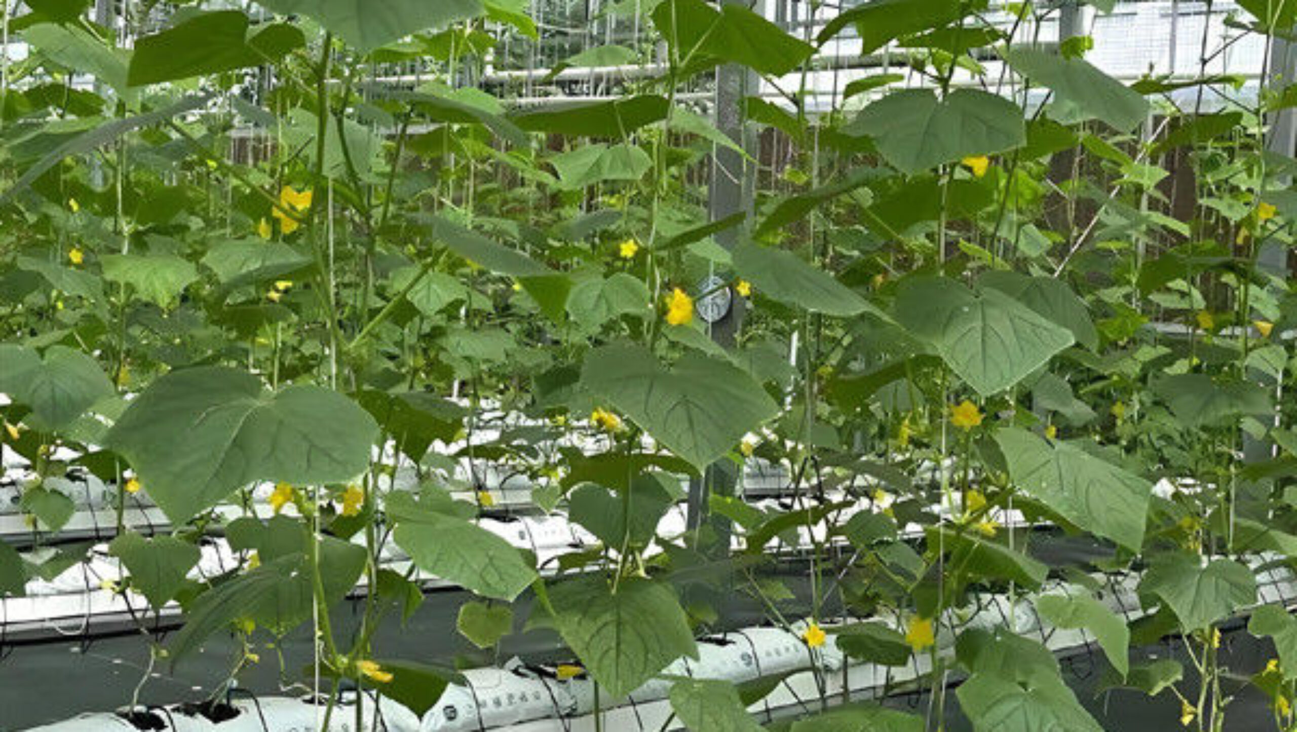Steel Frame Smart Hydroponic Greenhouse For Tomato Strawberry Planting