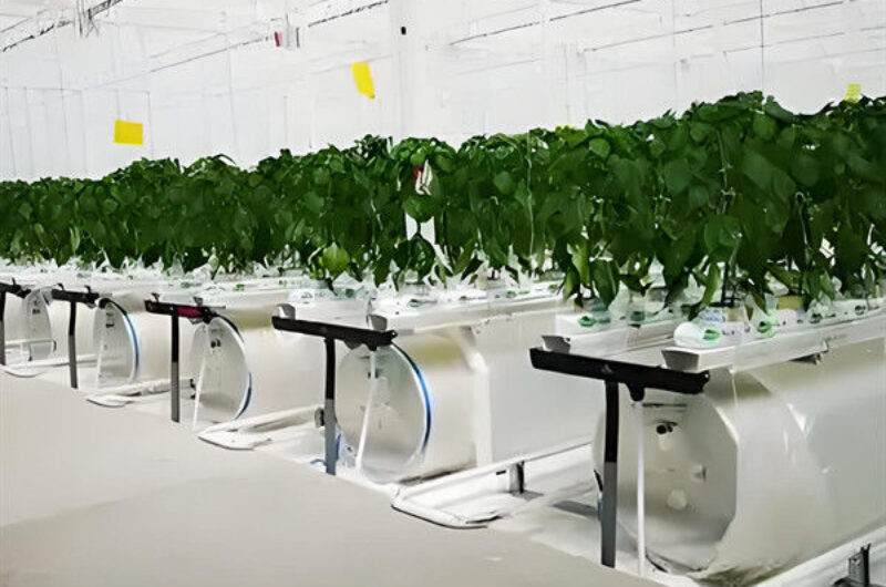 Steel Frame Smart Hydroponic Greenhouse For Tomato Strawberry Planting