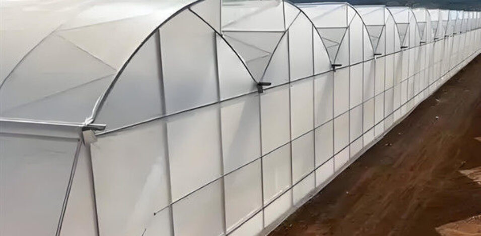 Steel Pipe Structure Gothic Roof Greenhouse Agricultural High Performance
