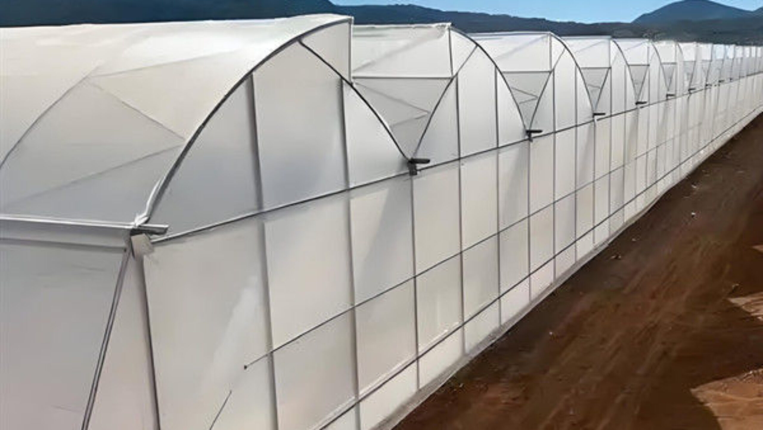 Steel Pipe Structure Gothic Roof Greenhouse Agricultural High Performance