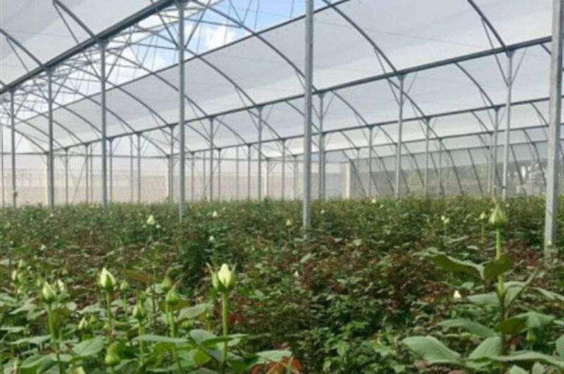 Steel Pipe Structure Gothic Roof Greenhouse Agricultural High Performance