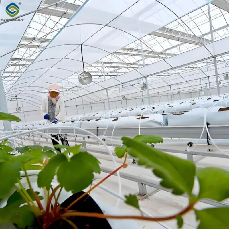 Strawberry Growth Plastic Film Greenhouse With Hydroponic Growing System