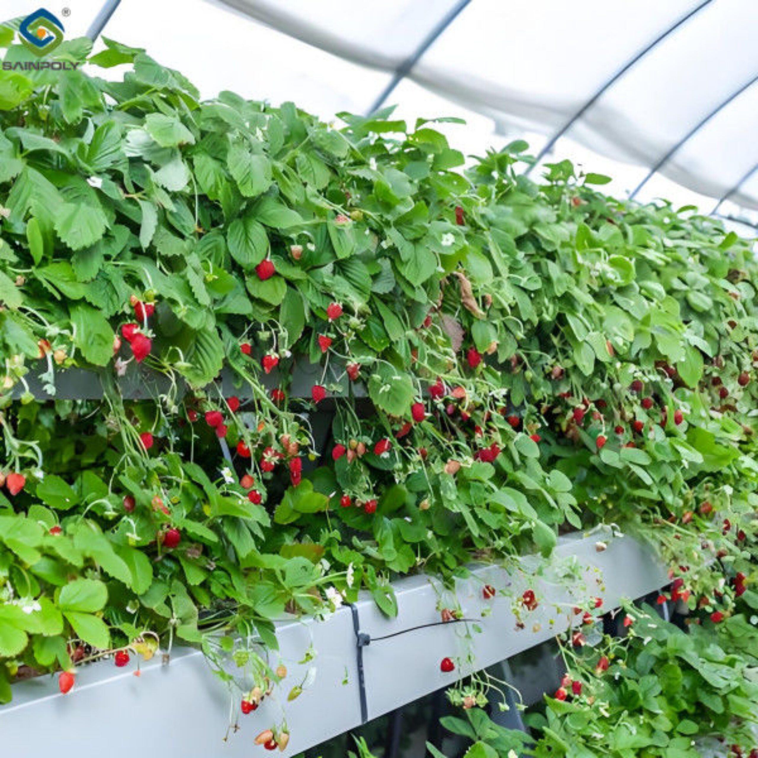 Strawberry Growth Plastic Film Greenhouse With Hydroponic Growing System