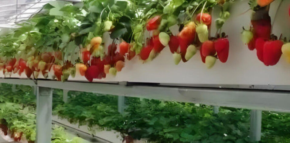 Strawberry Greenhouse structure and growing equipment options