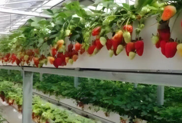 Strawberry Growth Plastic Film Greenhouse With Hydroponic Growing System