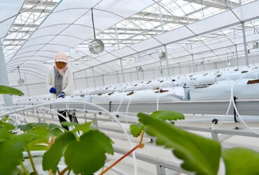 Strawberry Growth Plastic Film Greenhouse With Hydroponic Growing System
