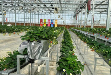 Strawberry Growth Plastic Film Greenhouse With Hydroponic Growing System