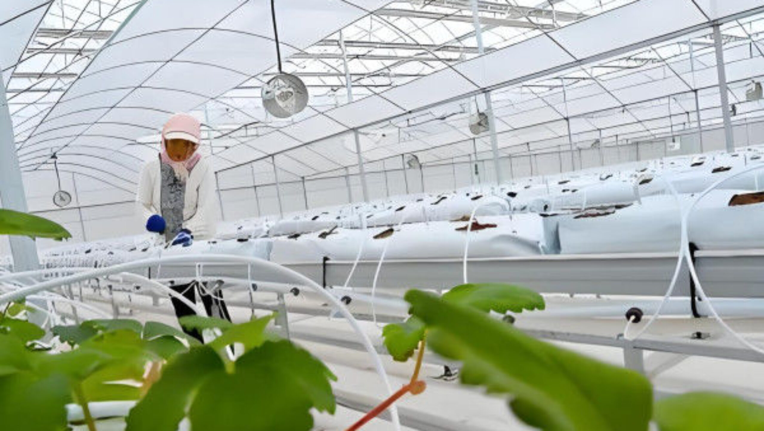 Strawberry Growth Plastic Film Greenhouse With Hydroponic Growing System