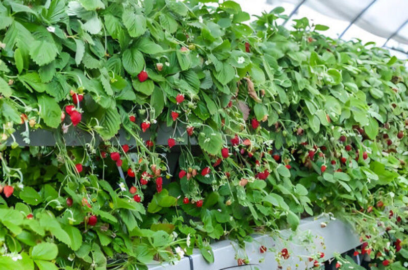 Strawberry Growth Plastic Film Greenhouse With Hydroponic Growing System