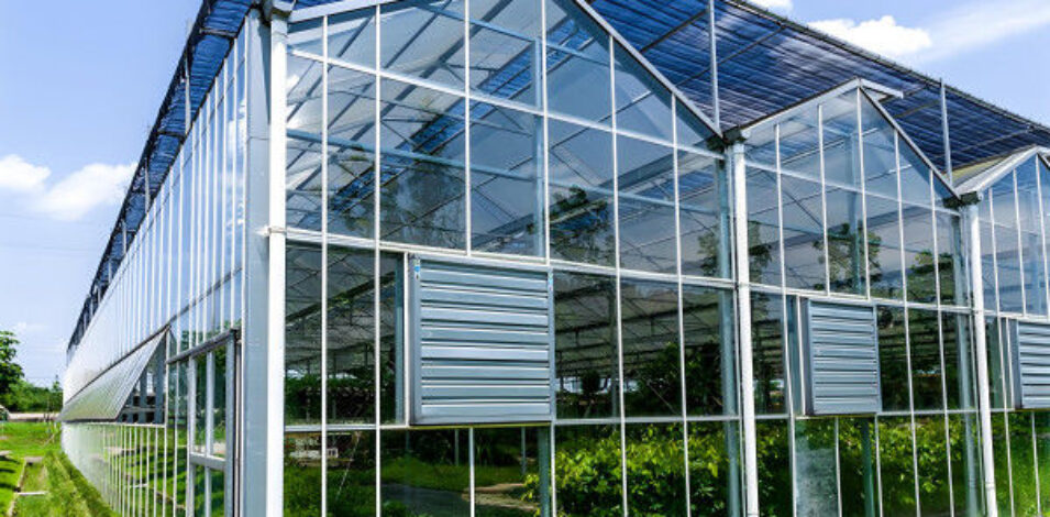 Strong Structure Galvanized Venlo Type Greenhouse Commerical Green House