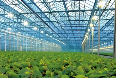 Strong Structure Galvanized Venlo Type Greenhouse Commerical Green House