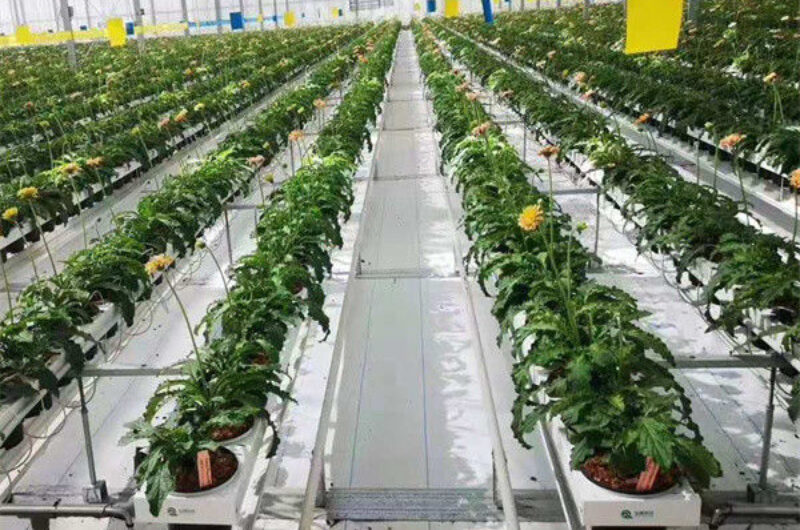 Strong Structure Galvanized Venlo Type Greenhouse Commerical Green House