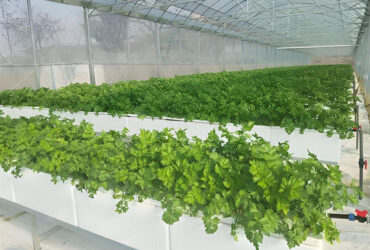 Strong Ventilation Plastic Film Greenhouse With Hydroponic Growing System