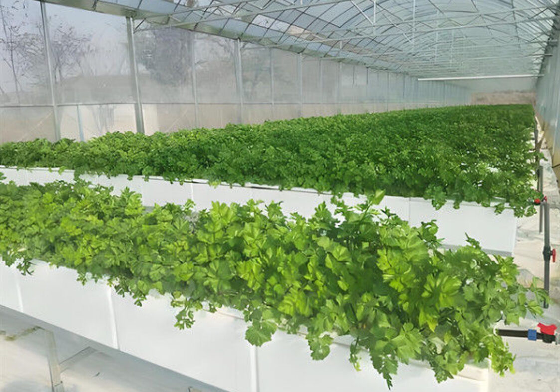 Strong Ventilation Plastic Film Greenhouse With Hydroponic Growing System