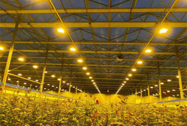 Stronger Structure Flower Greenhouse Waterproofing Weather Resistant