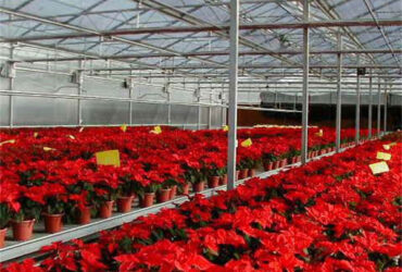 Stronger Structure Flower Greenhouse Waterproofing Weather Resistant
