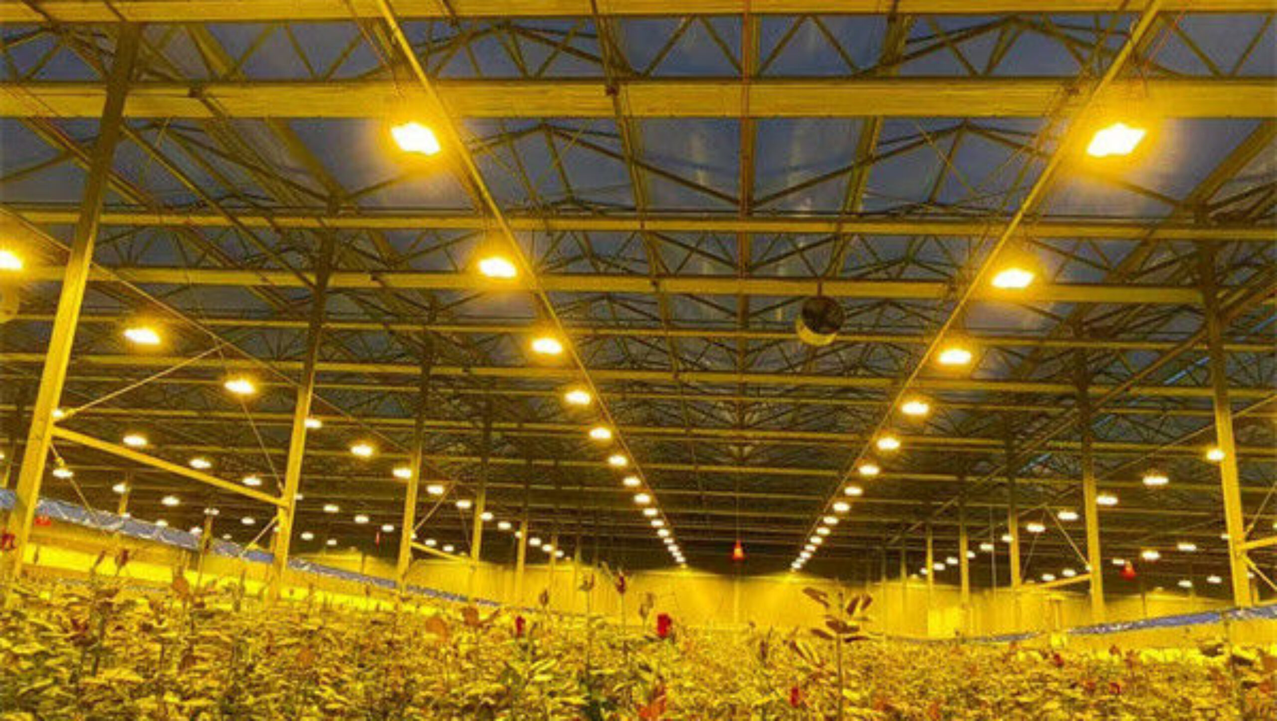 Stronger Structure Flower Greenhouse Waterproofing Weather Resistant