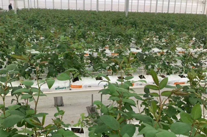 Stronger Structure Flower Greenhouse Waterproofing Weather Resistant