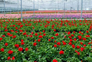 Structural Frame Polycarbonate Glass Greenhouse For Flower Growth
