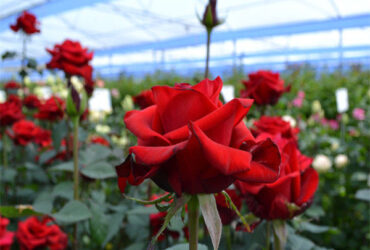 Structural Frame Polycarbonate Glass Greenhouse For Flower Growth