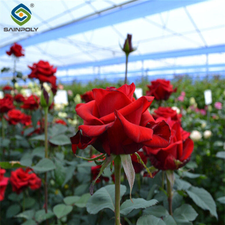 Structural Frame Polycarbonate Glass Greenhouse For Flower Growth