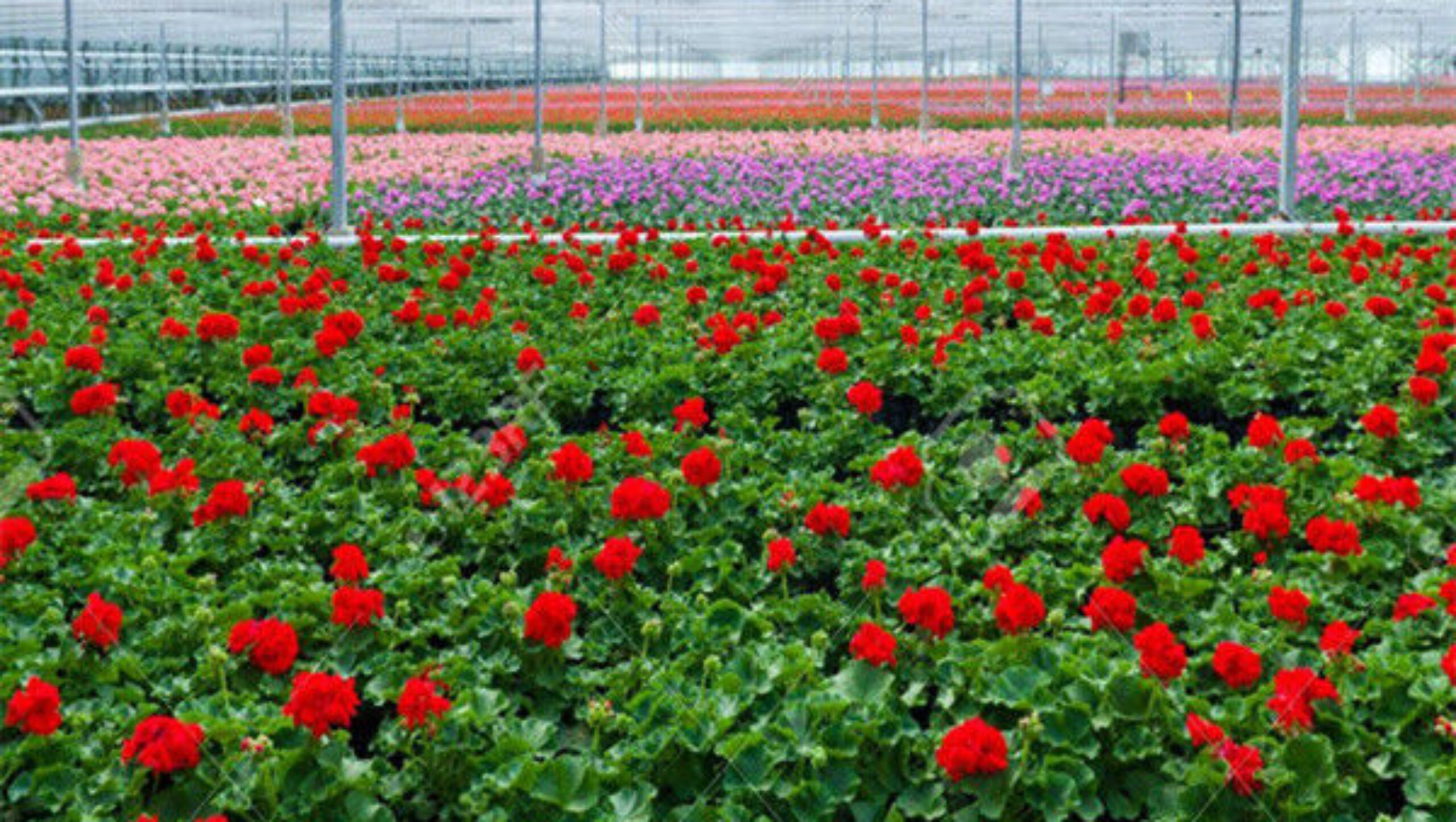 Structural Frame Polycarbonate Glass Greenhouse For Flower Growth