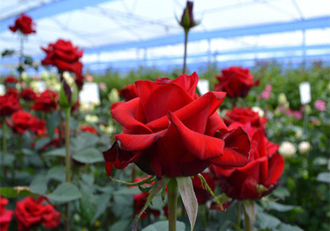 Structural Frame Polycarbonate Glass Greenhouse For Flower Growth